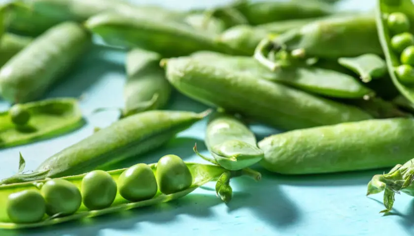 Frische grüne Erbsen in ihren Schoten, die zeigen, was ist Edamame: junge, unreifen Sojabohnen.