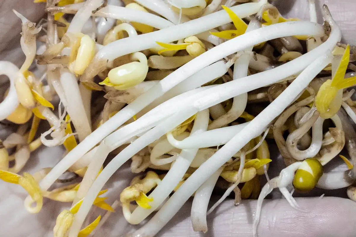 Frische mungobohnen keimlinge, wei&szlig; und gelb, bereit f&uuml;r die K&uuml;che.